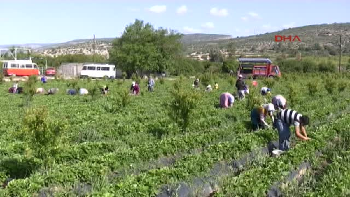 Tarım İşçileri 1 Mayıs\'ı Tarlada Çalışarak Geçirdi