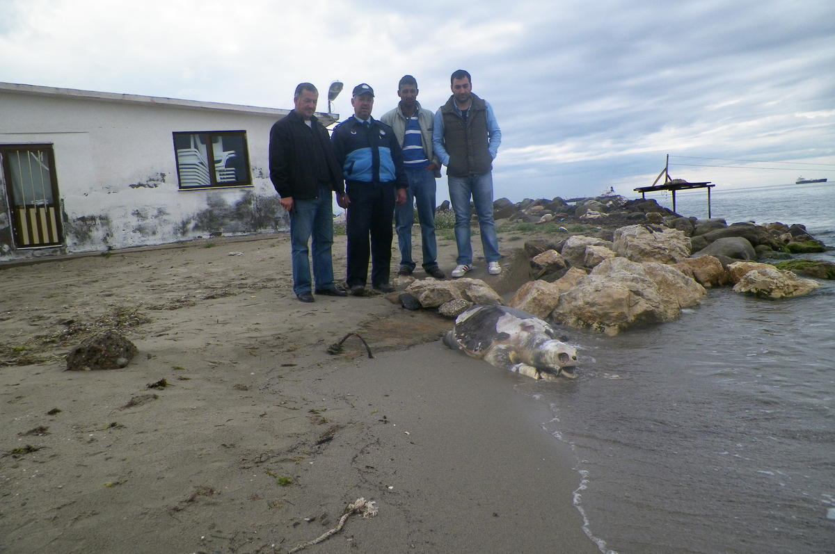 Tekirdağ\'da, Ölü Caretta Caretta Sahile Vurdu