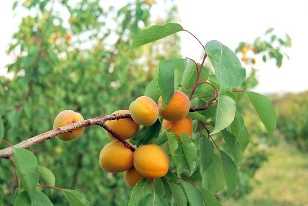 Açık Alanda Kayısı Hasadı Başladı