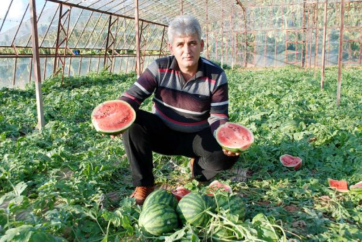 Turfanda Karpuz Tezgaha Çıktı