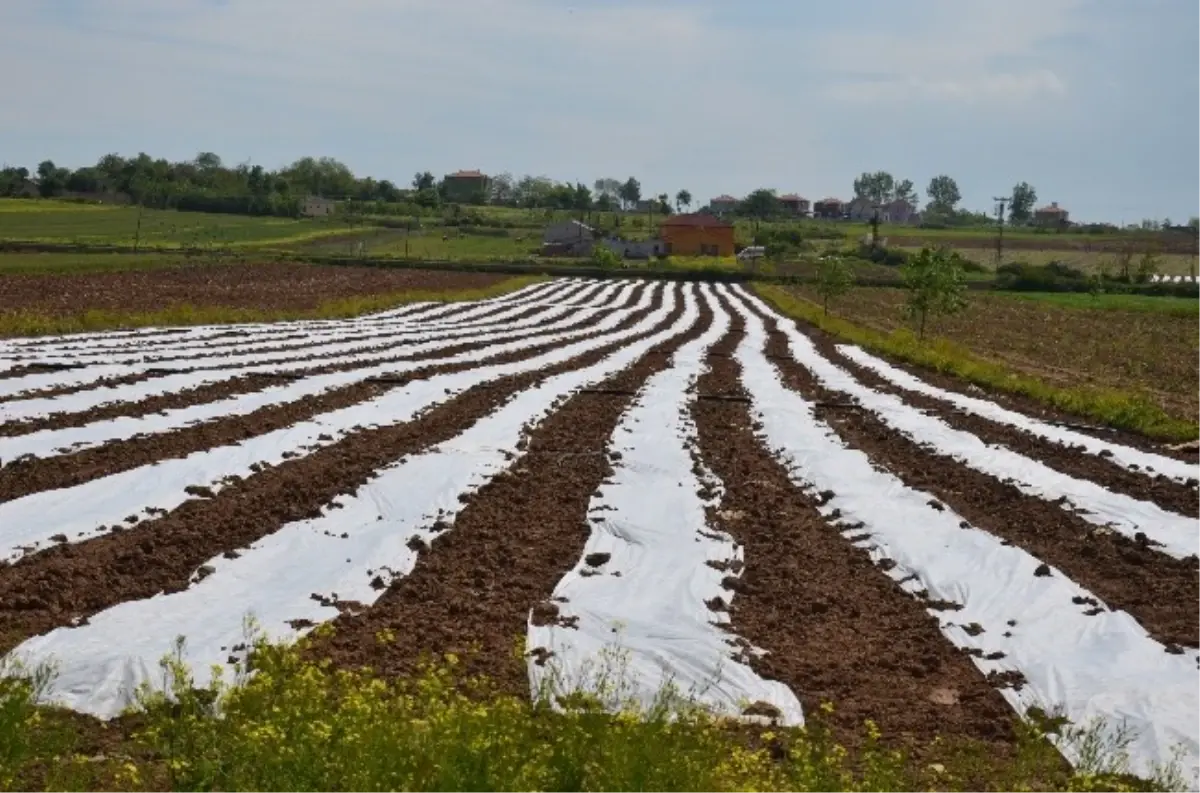 Bafra Ovası\'nda Örtü Altı Ekimi Yapıldı