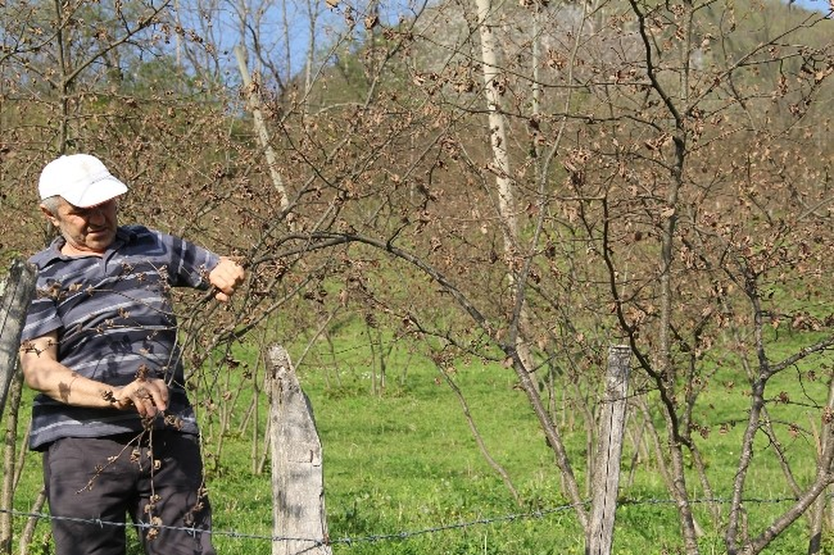 Fındık Üreticisinin Borçları Ertelenecek