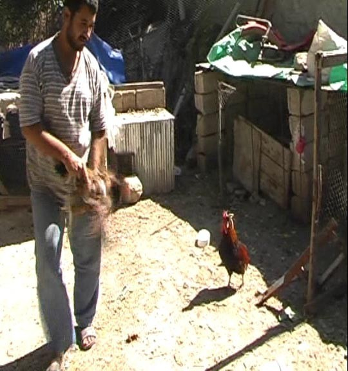 Bu da Kıskanç Horoz