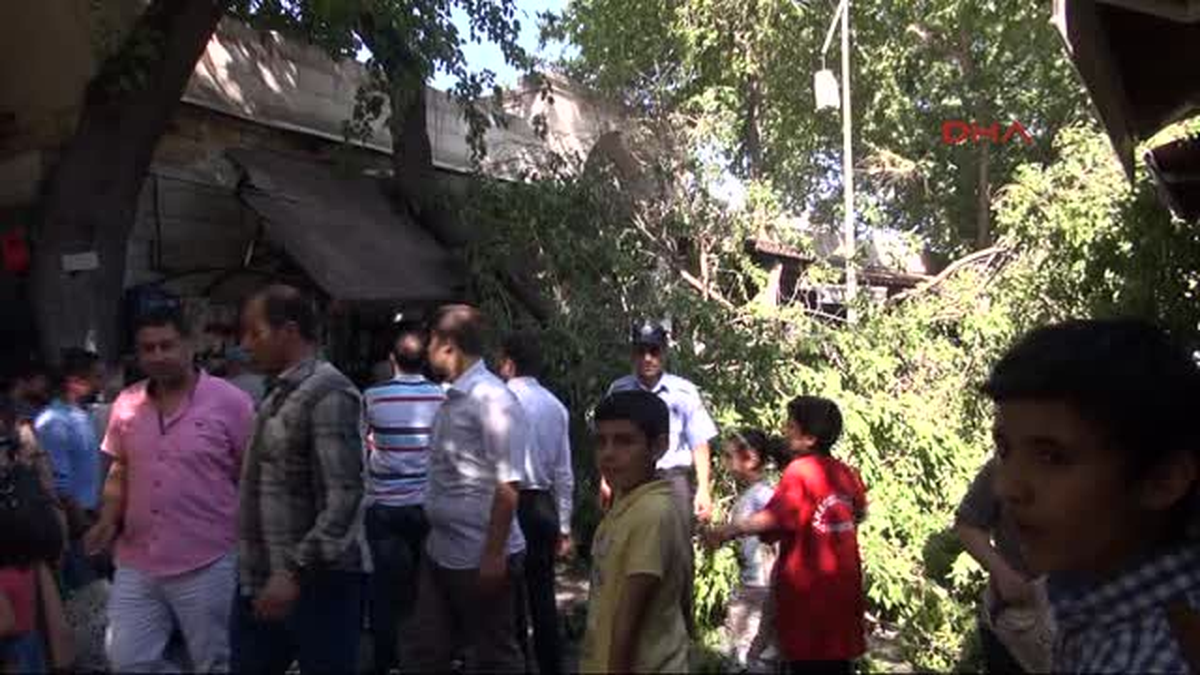 Şanlıurfa\'da Devrilen Dut Ağacı Paniğe Neden Oldu