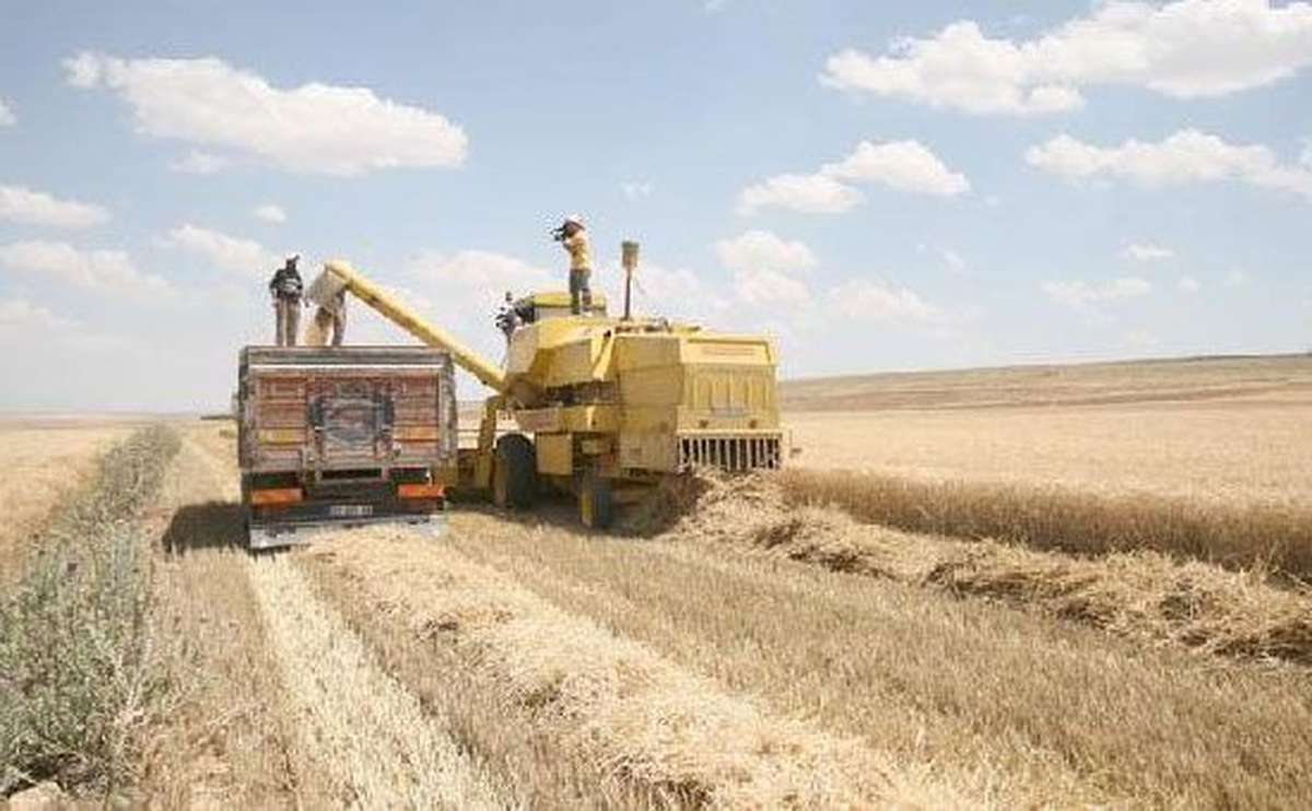 Sezonun İlk Arpa Hasadı Şanlıurfa\'da Yapıldı
