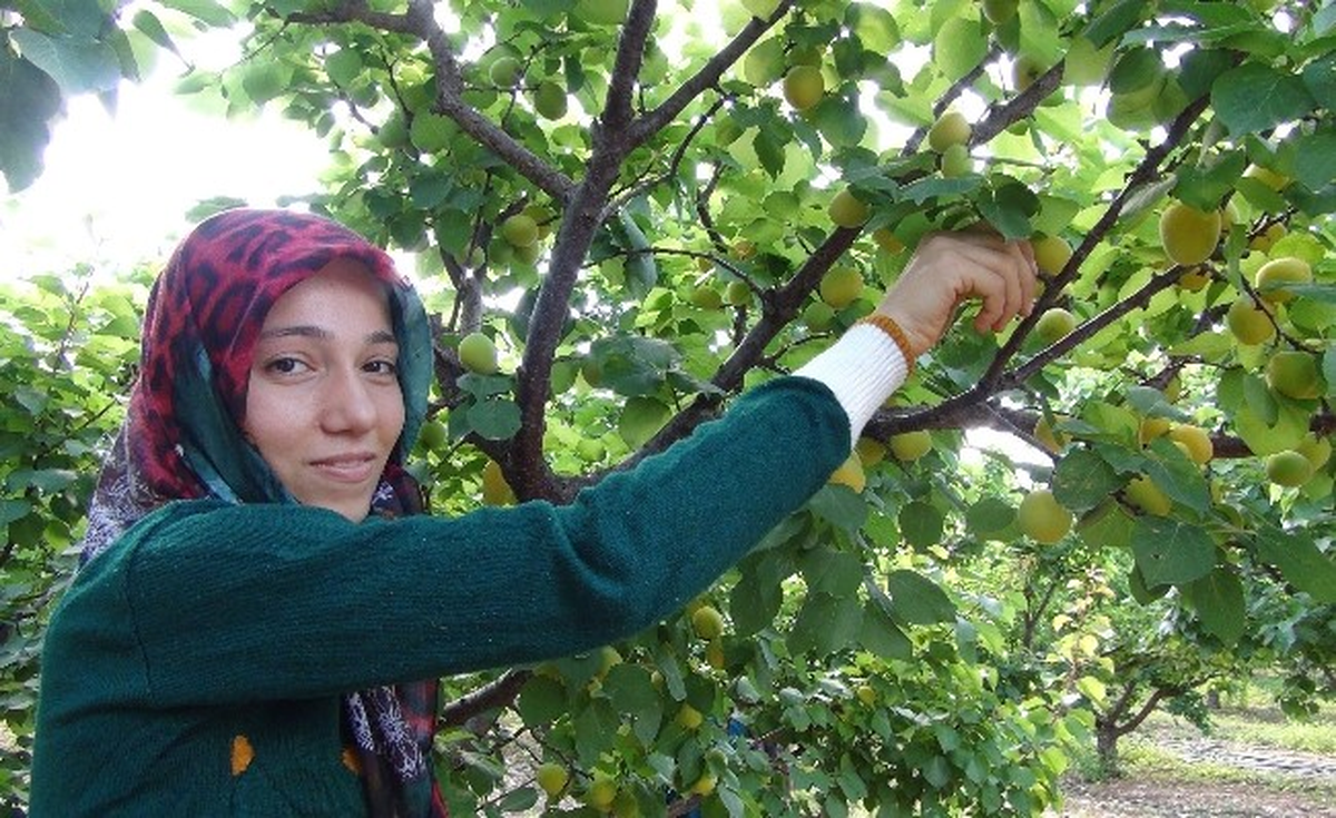Silifke\'de Açıkta Kayısı Hasadı Başladı