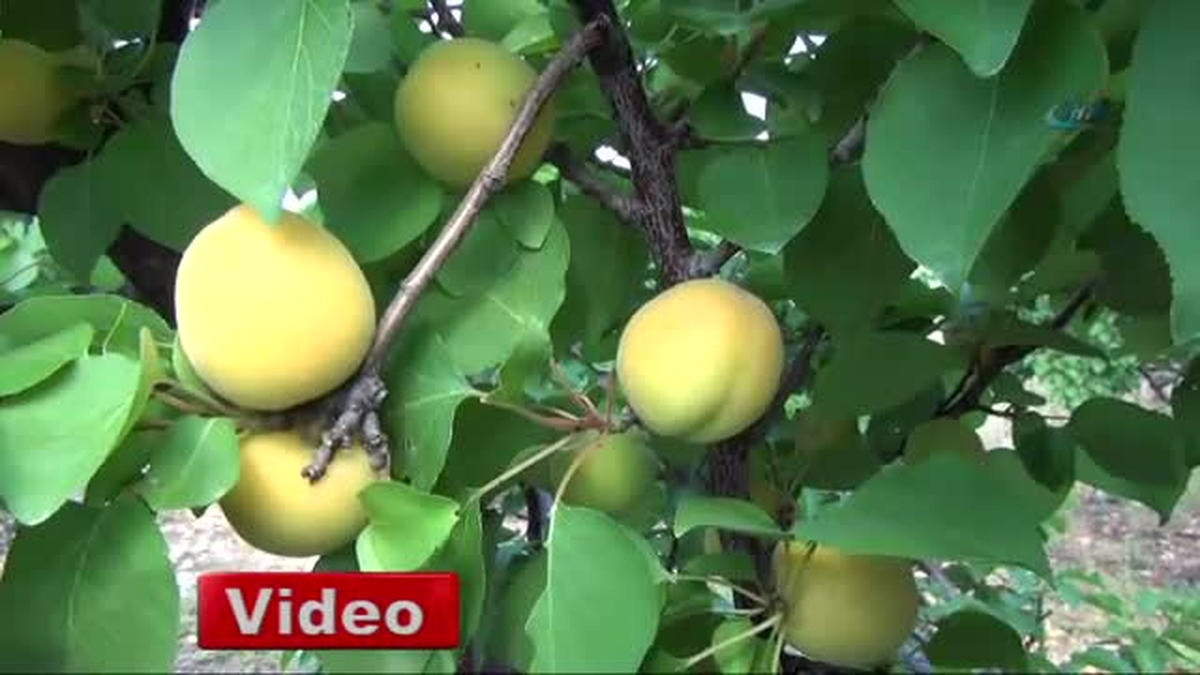 Silifke\'de Açıkta Kayısı Hasadı Başladı