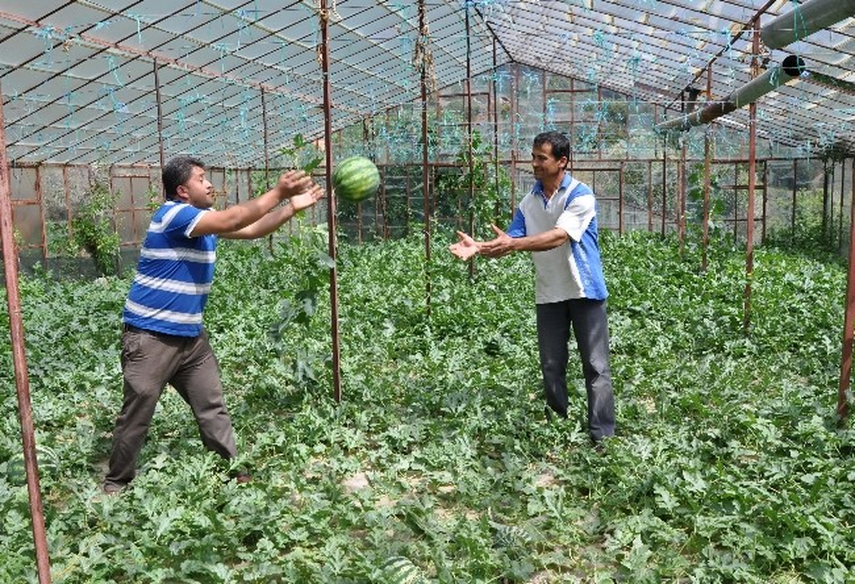 Turfanda Karpuzun Hasadına Başlandı