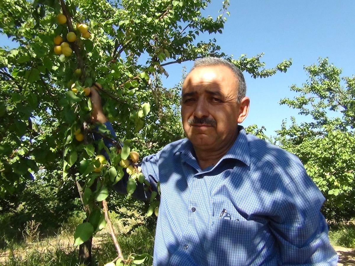 Kayısı Üreticilerine Bakım ve İlaçlama Uyarısı