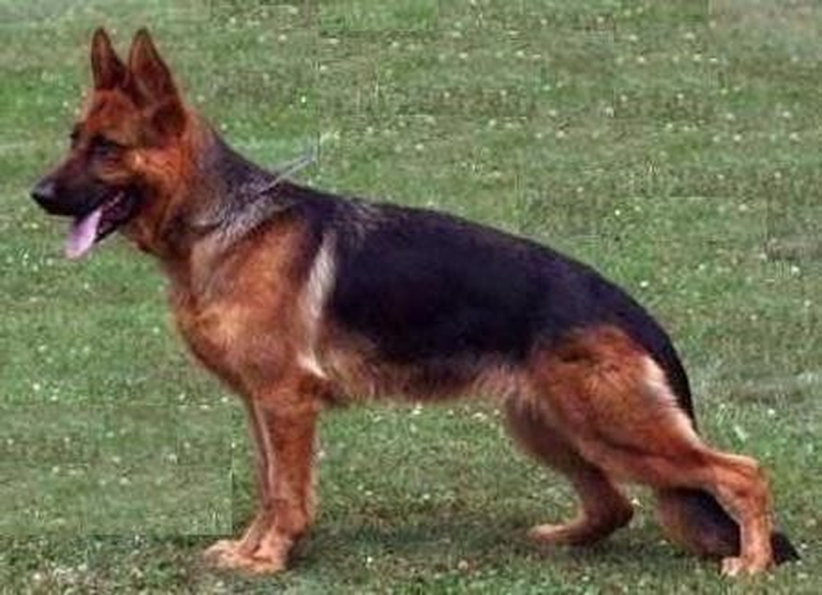 Aydın\'da Köpek Kavgası Kanlı Bitti