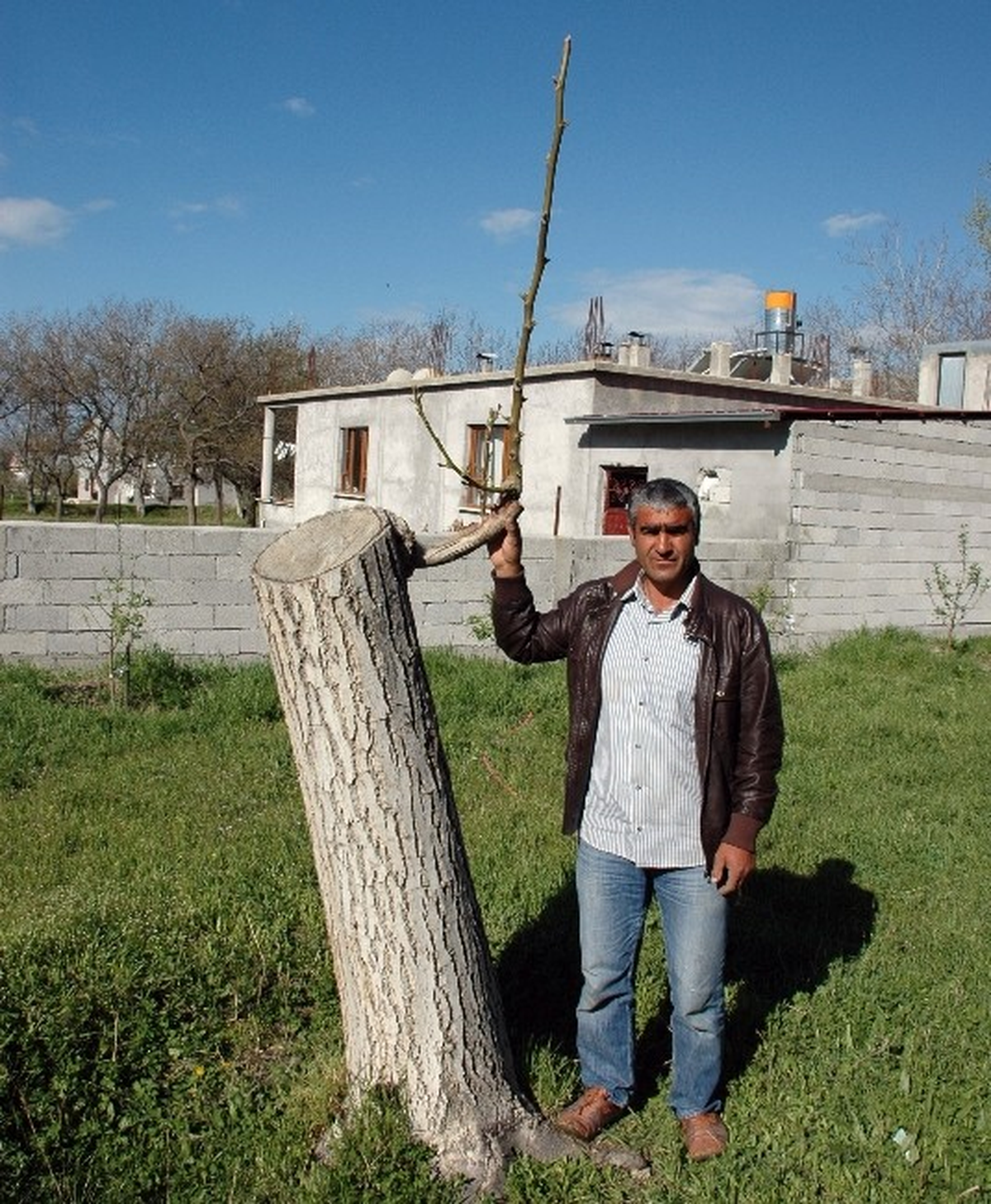 Bitlis\'in Adilcevaz İlçesinde Kalem Aşısı Yapılan Ceviz Ağaçları Filizlenmeye Başladı