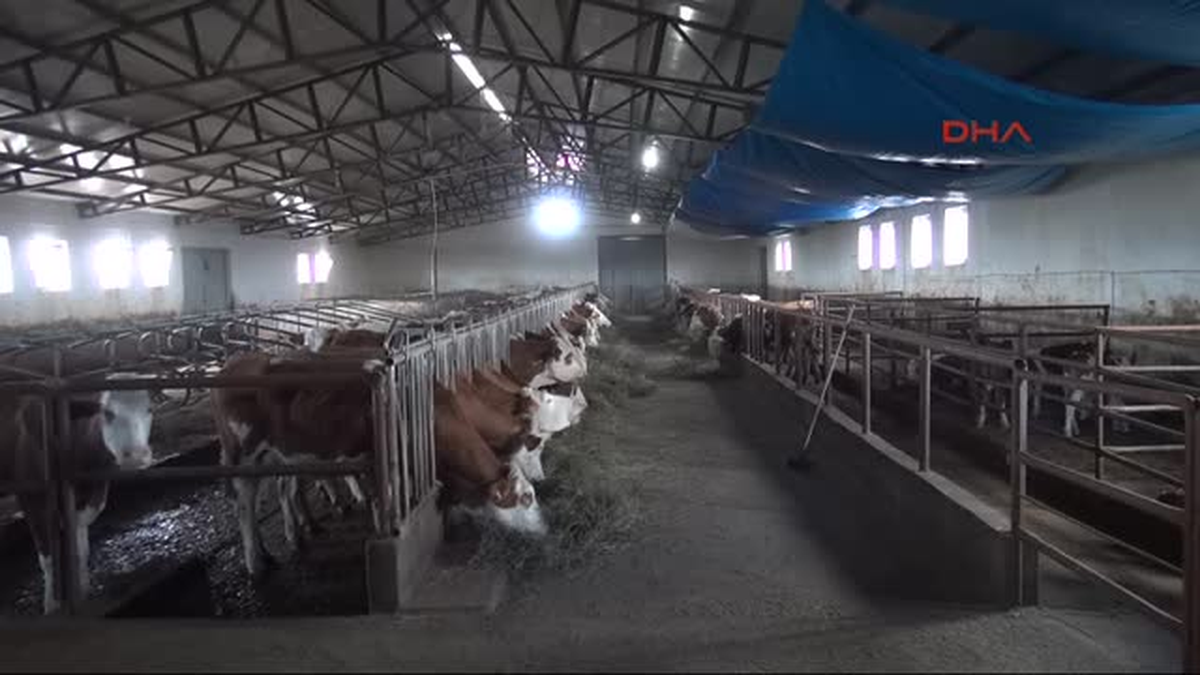 Bunlar da Hayvanların Beyaz Melekleri