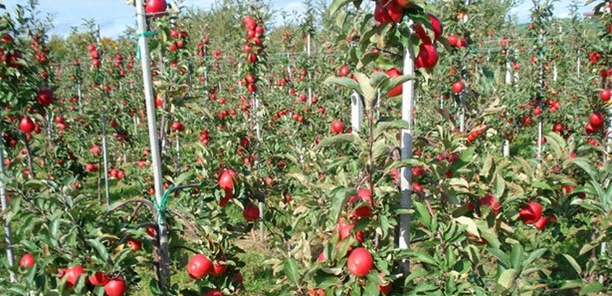 Huzurevi Bahçesinde "Huzur" Buluyorlar