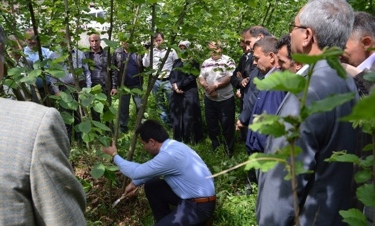 Kaliteli Fındık İçin Üreticiler Eğitildi