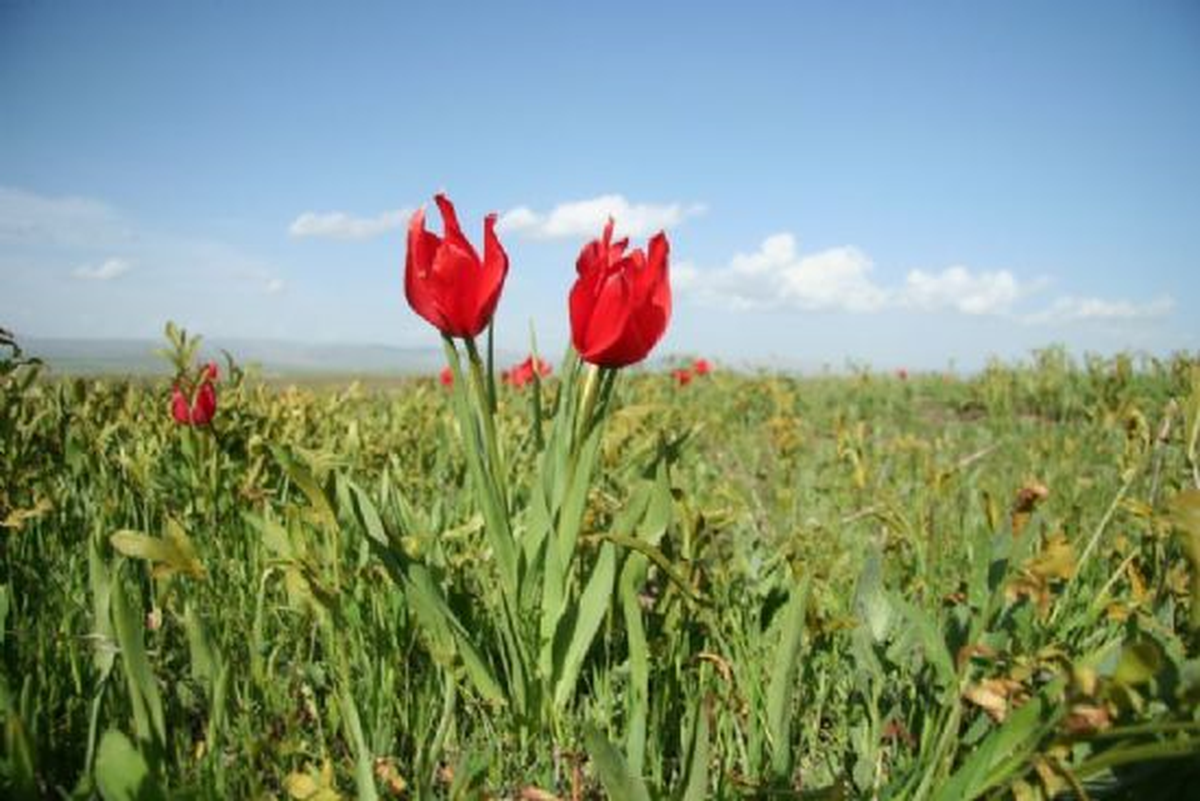 Muş Lalesi Ekonomiye Kazandırılacak
