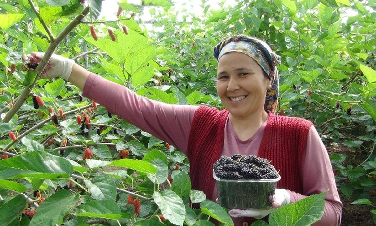 Silifke\'de Karadut Üreticisini Güldürdü