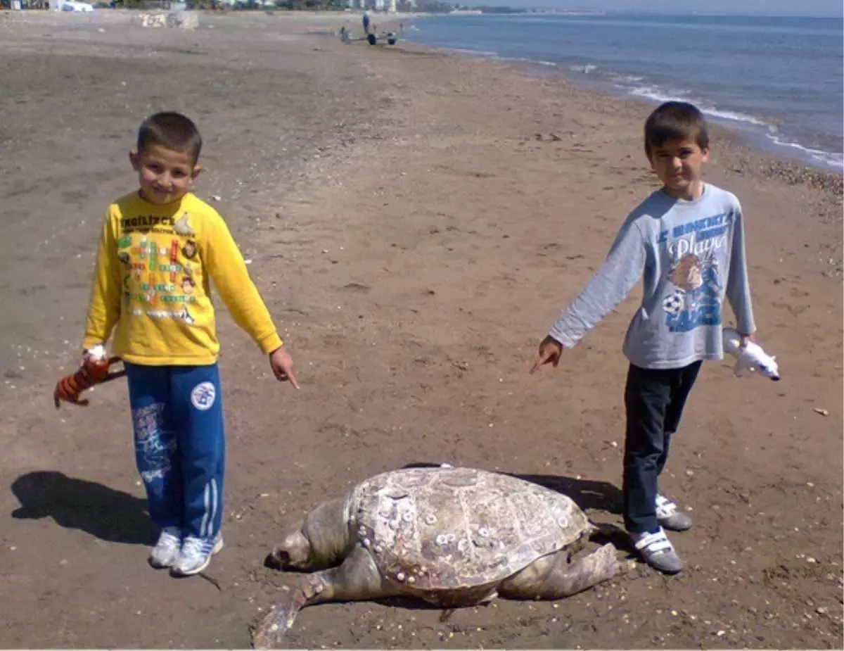 Erdemli\'de Sahile Vuran Caretta Caretta Öldü