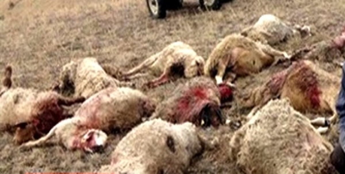 Sinop\'ta Sokak Köpekleri Koyun Sürüsüne Saldırdı