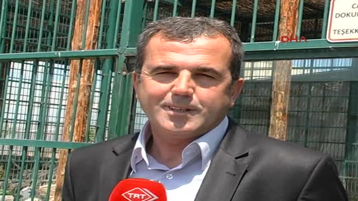 Üçüz Aslan Yavrularına İsim Aranıyor
