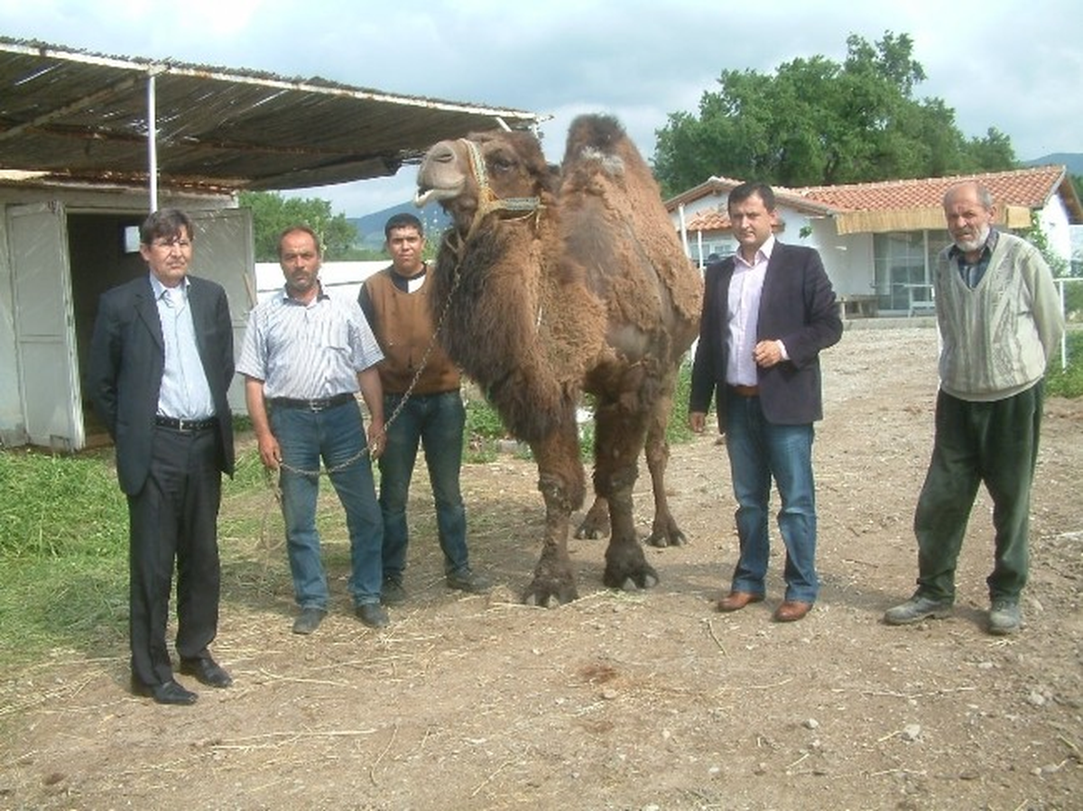Burhaniye\'de Güreş Develerine Bahar Bakımı