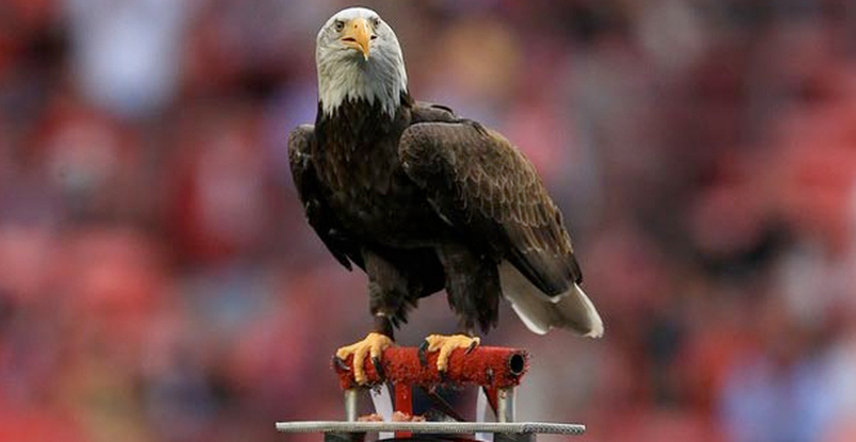 İnönü'de Fıkra Gibi Kartal Olayı