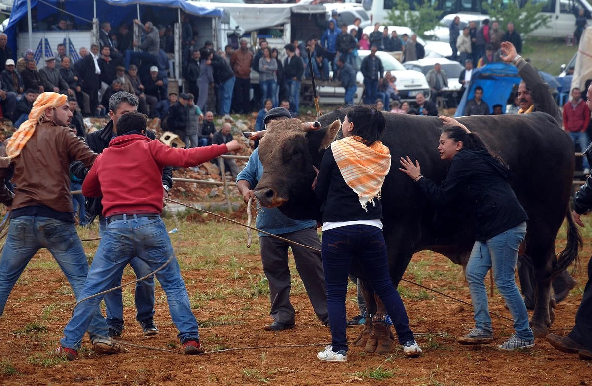 Muğla\'da "Boğa Güreşleri Festivali" Düzenlendi