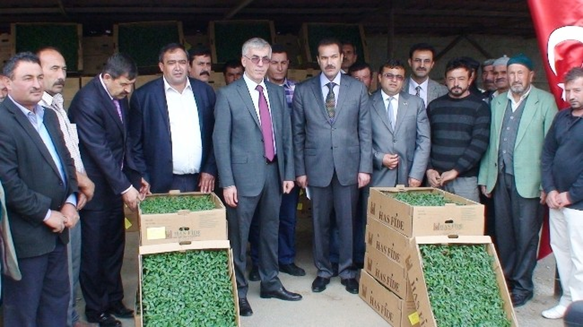 Aksaray\'da 17 Çiftçiye 76 Bin 248 Domates Fidesi