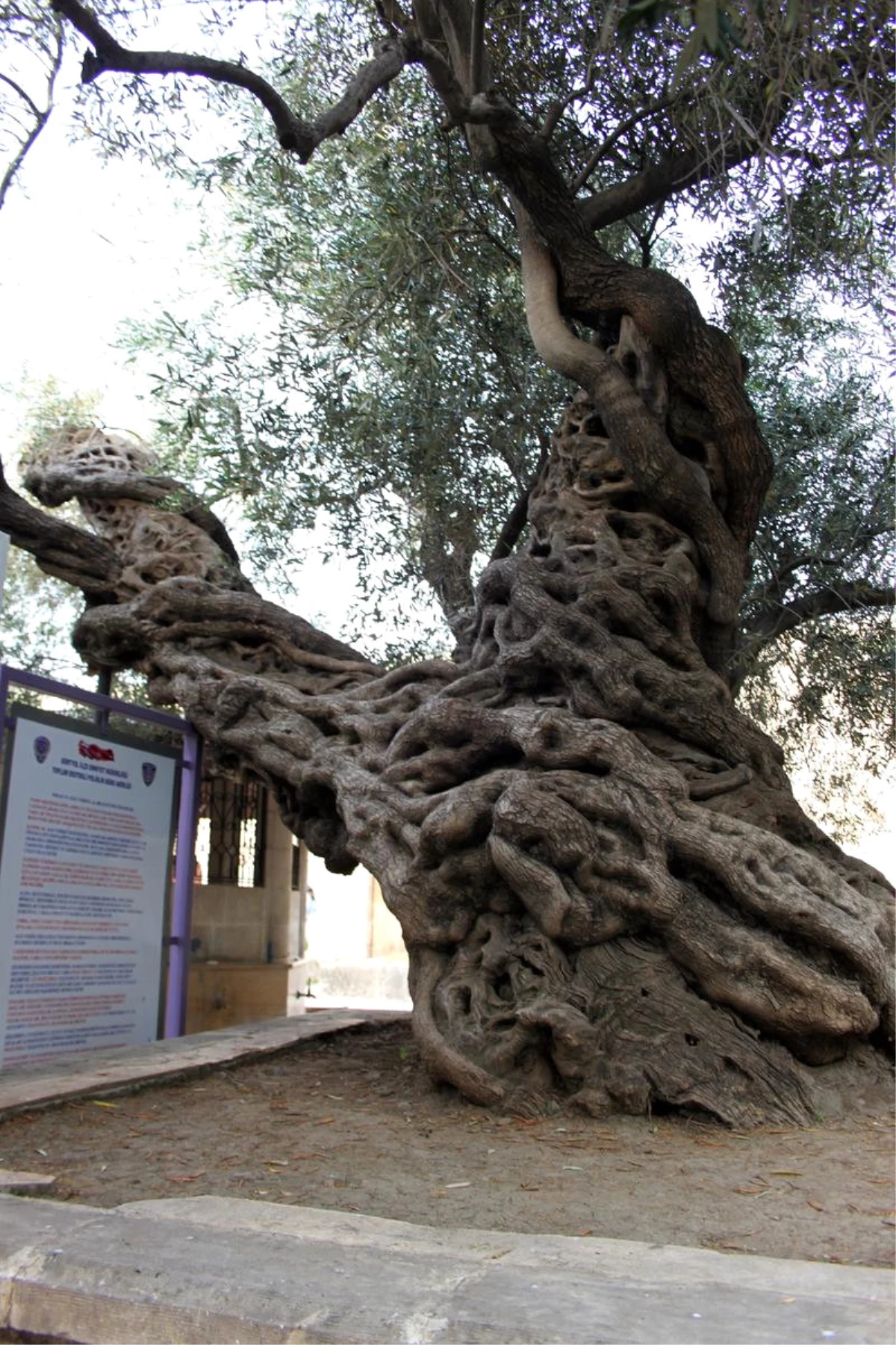 Anıt Ağaca Dokunana Ceza