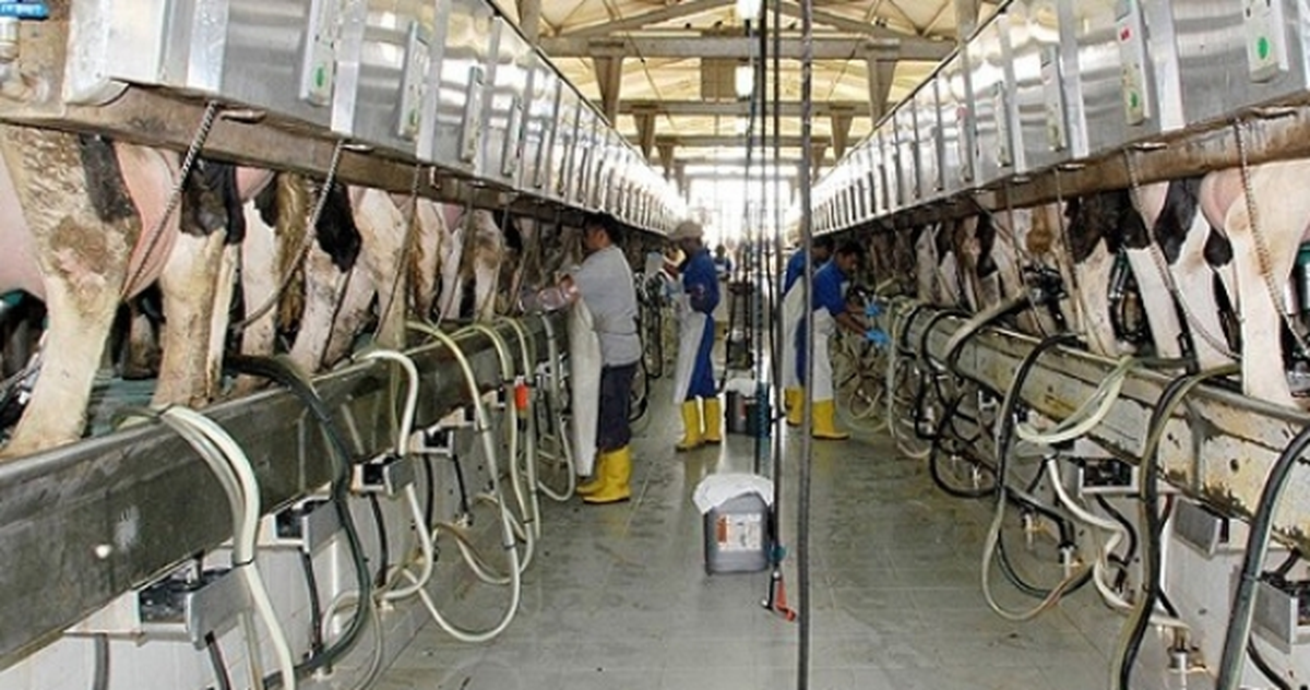 Bingöl\'de Günlük 16 Ton Süt Toplanıyor