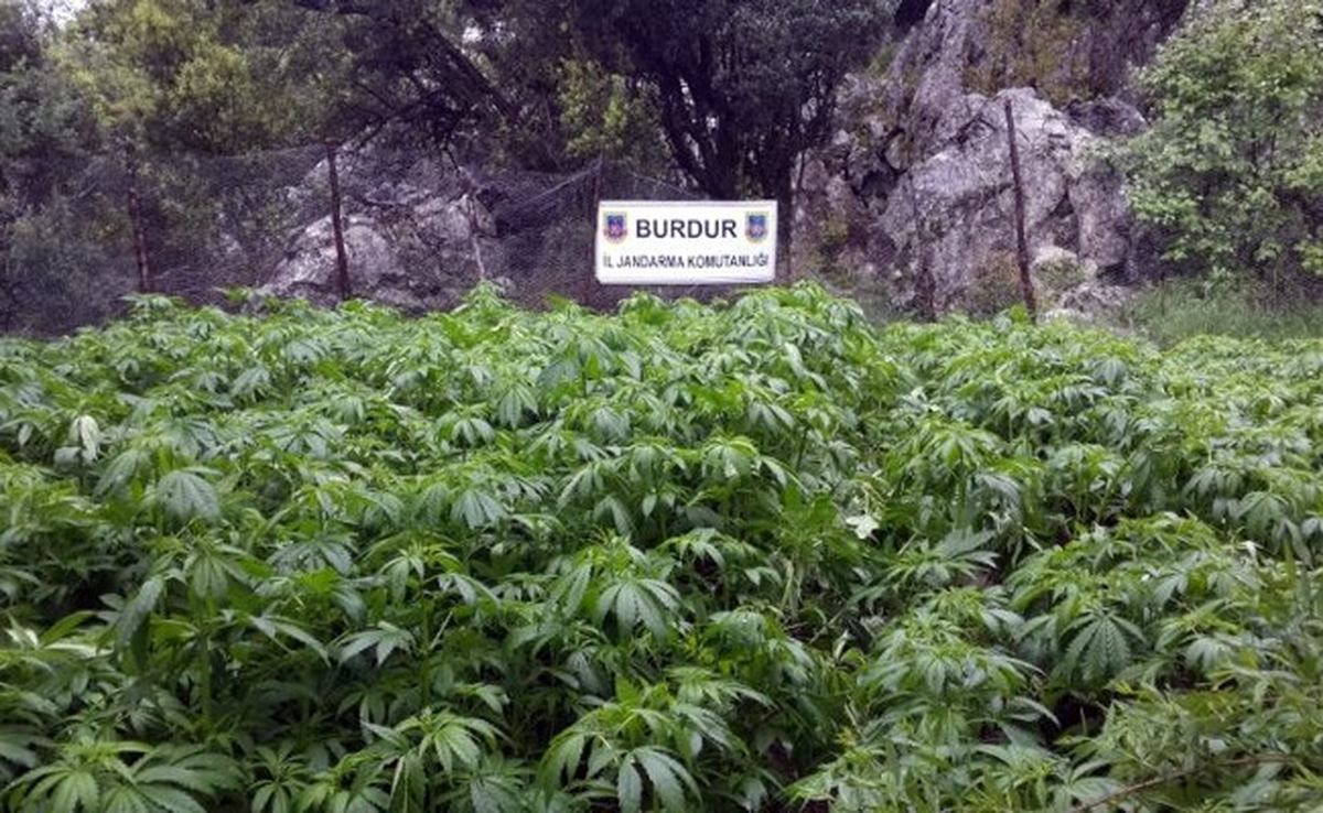 Burdur Jandarmadan Kenevir Operasyonu