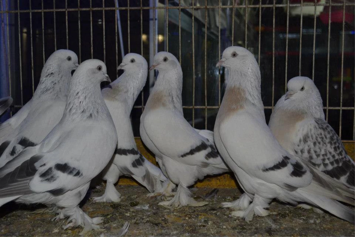 Genetiği Bozulmayan "Şebap Güvercinler" Dünyaya Tanıtılacak