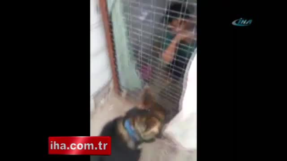 Güvercin Hırsızına Unutulmaz Ders