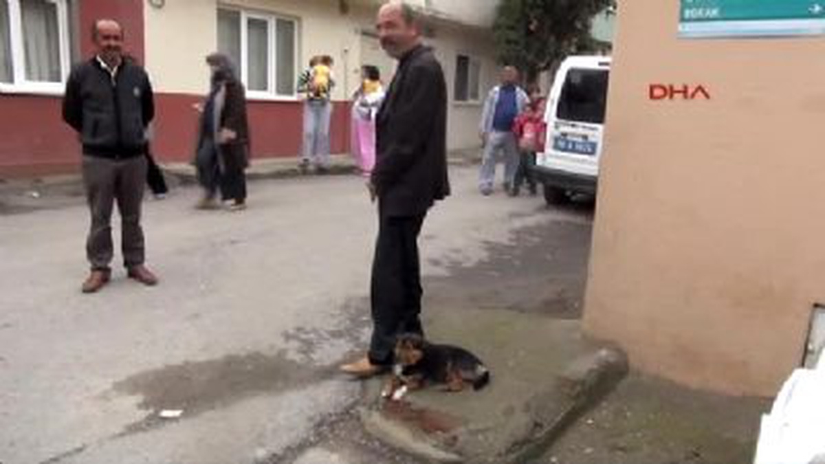 Güvercinlerinin Çalınmasını Önlemeyen Köpeğini Barınağa Verecek
