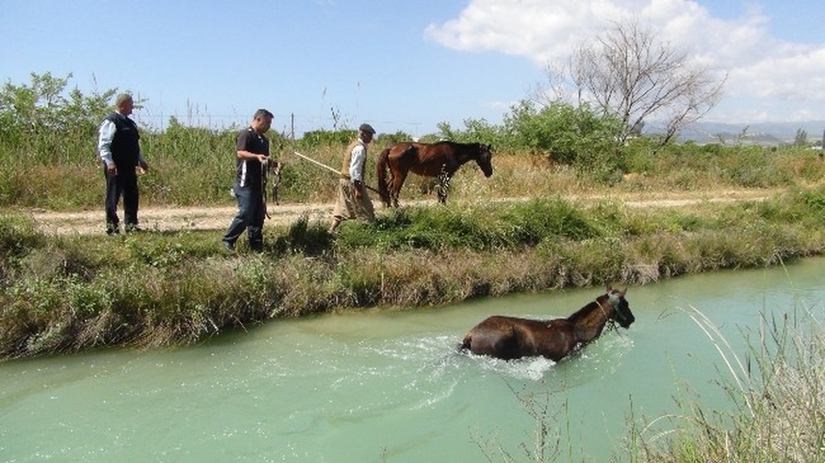 Silifke\'de Sulama Kanalında At Kurtarma Operasyonu