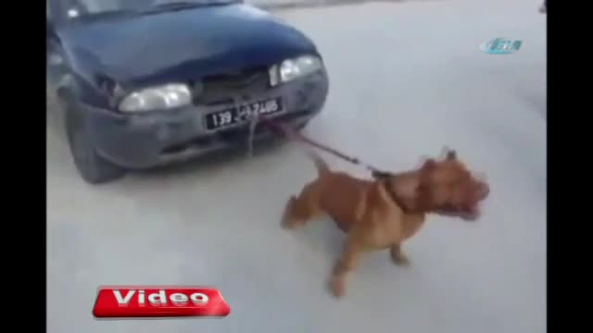 Pitbull Otomobil Çekti