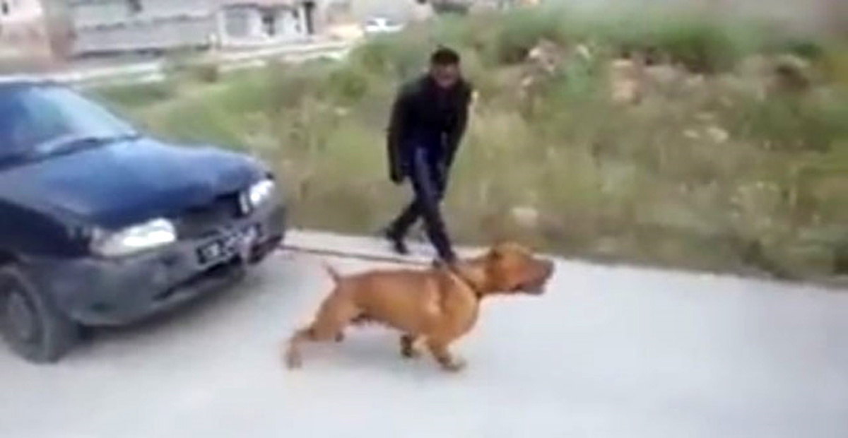 Pitbull Otomobili Tasmasıyla Çekti
