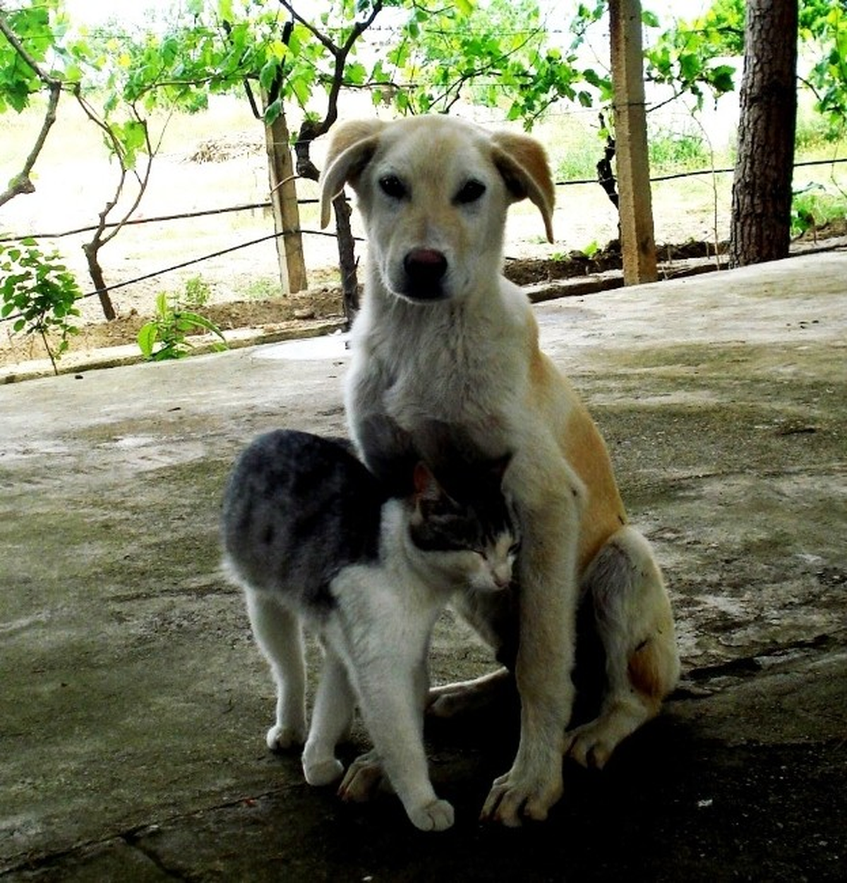 Sarıgöl\'de Kedi-Köpek Dostluğu