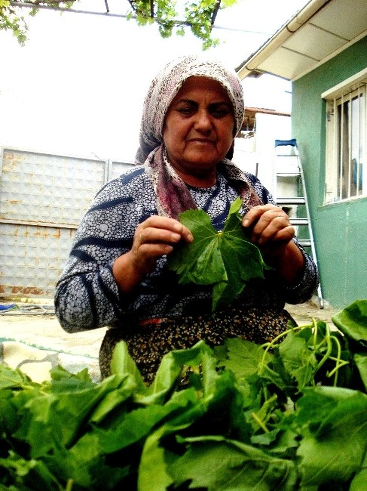 Sarıgöl\'de Salamura Yaprak Yapımı Başladı