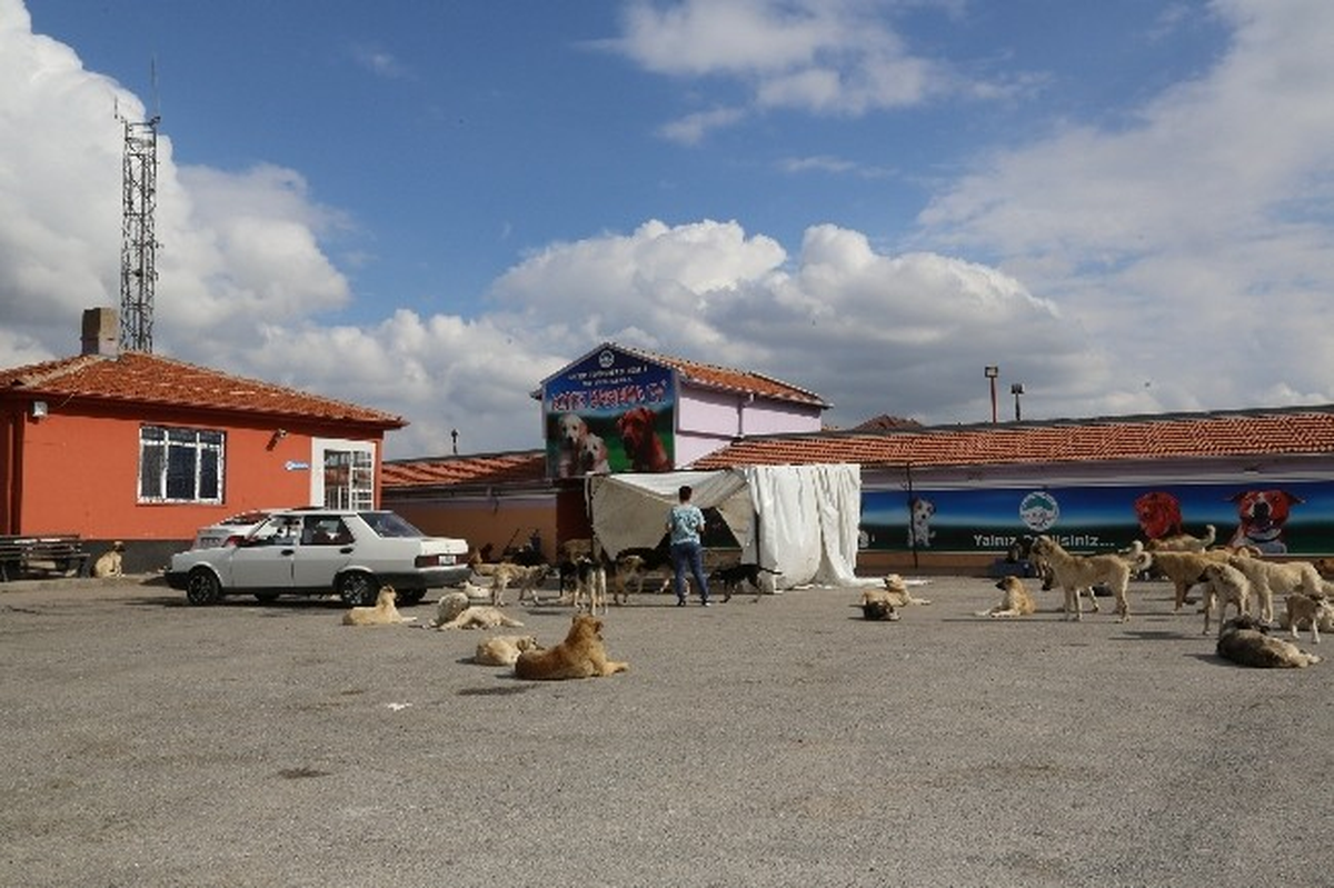 Sokak Köpeklerinin Hayat Şartlarını Büyükşehir İyileştirdi