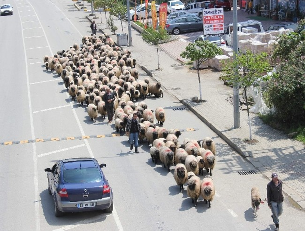 Yaylacılar Yollarda