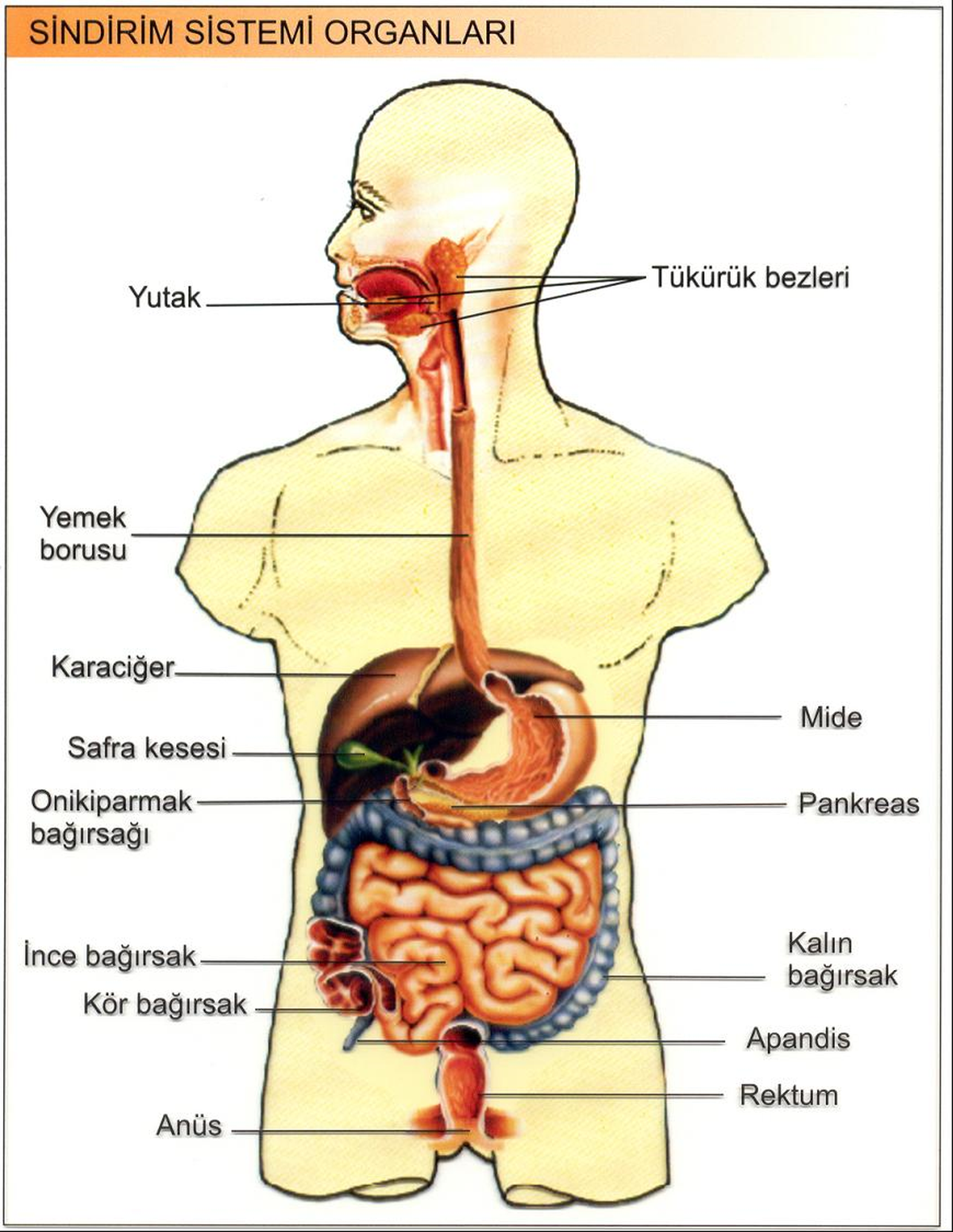 Batmanlılar En Çok Dolaşım Hastalıklarından Ölüyor