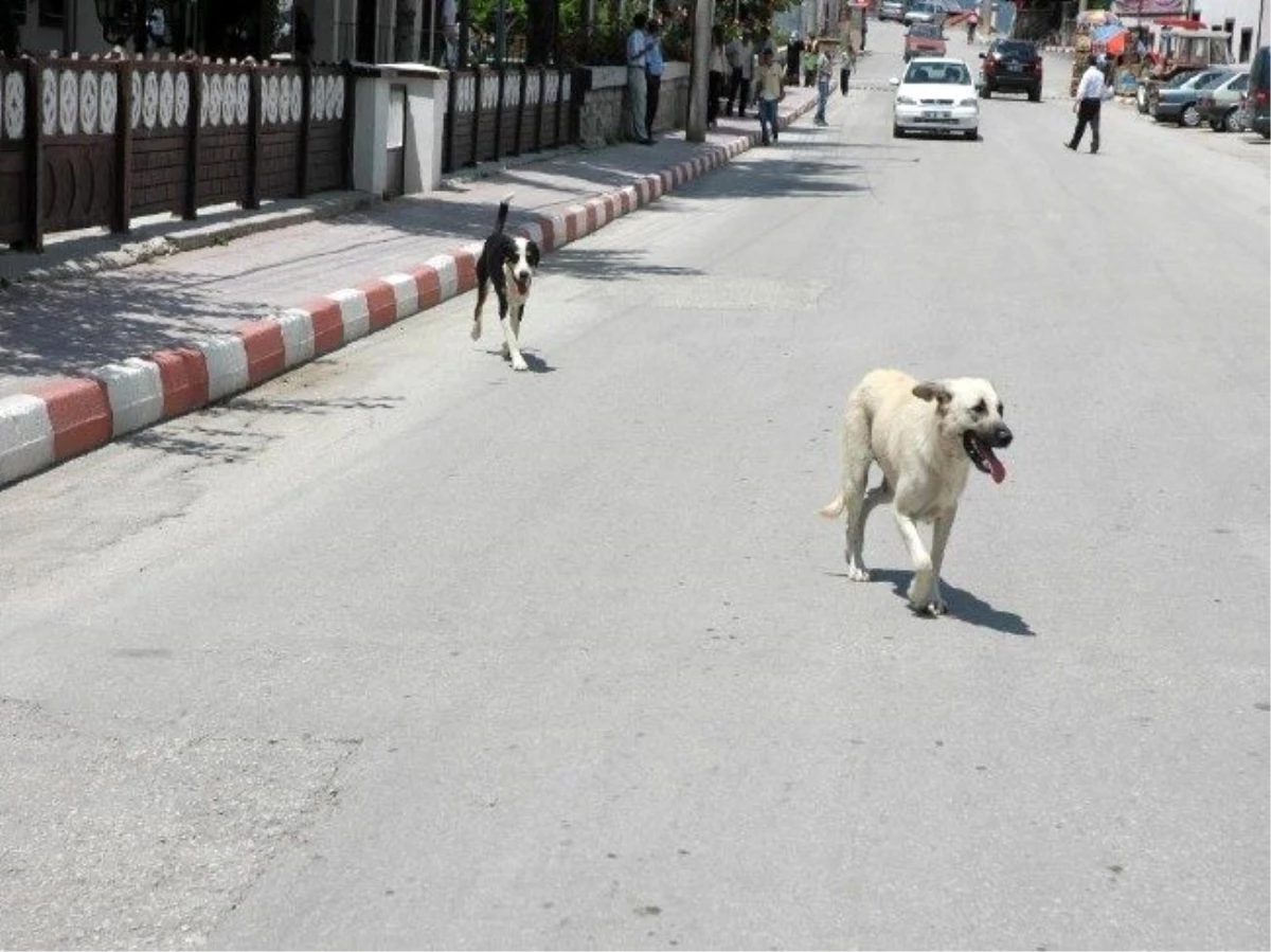 Mudurnu\'daki Sokak Köpekleri Bolu\'ya Gönderiliyor