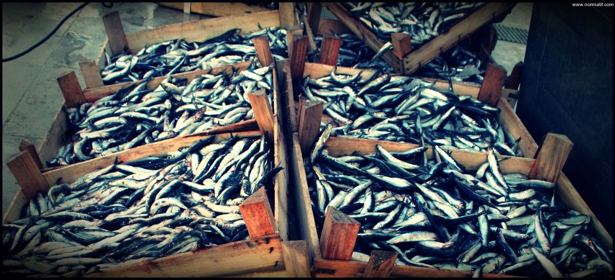 Sinop\'ta Hamsi Bereketi