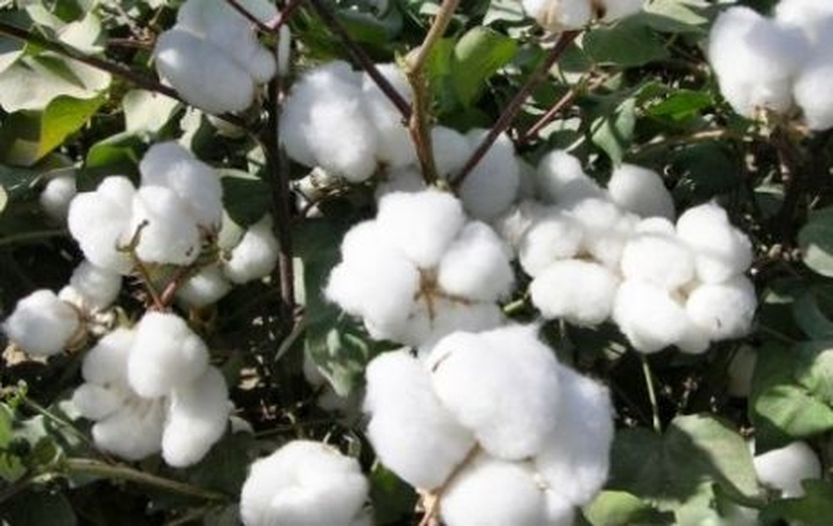 Adana Ticaret Borsasında Ürün Fiyatları