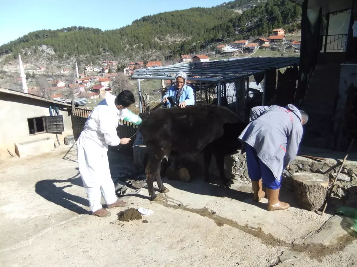 Akseki\'de Suni Tohumlama Çalışması