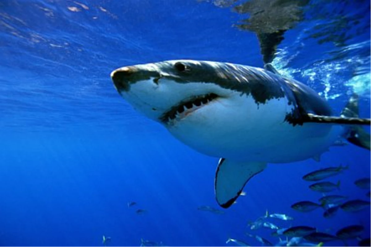Mersin\'de 2.5 Metrelik Köpek Balığı Yakalandı