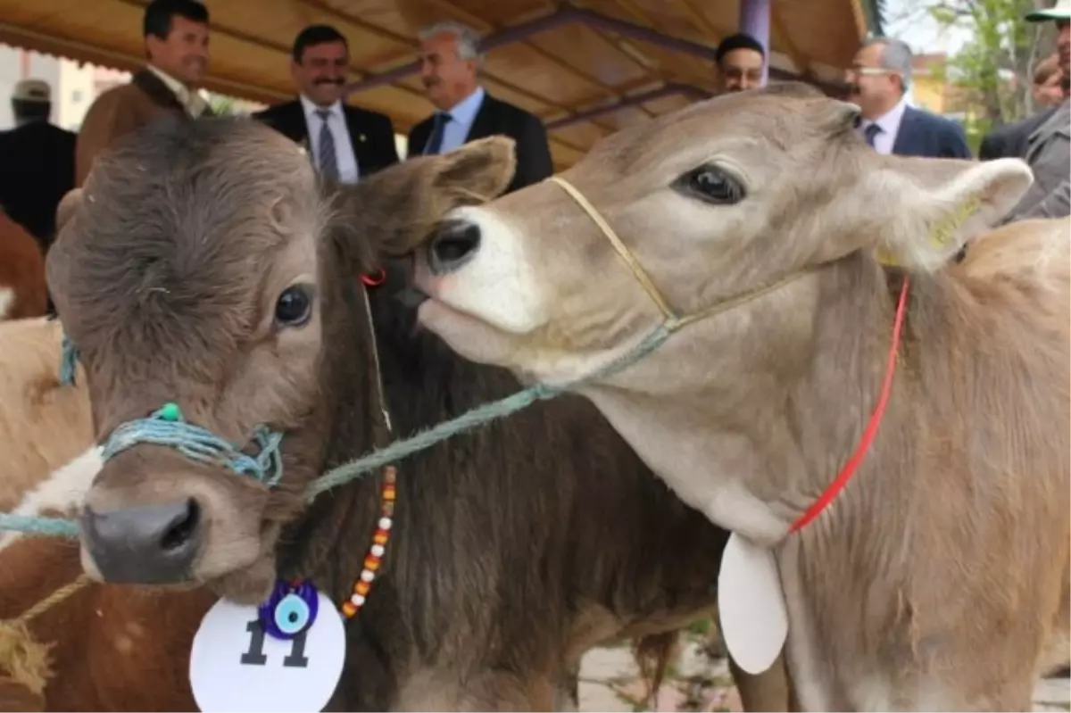 Buzağı Güzellik Yarışması