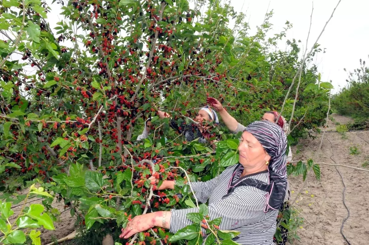 Çukurova Çiftçisinin Yüzü Karadut Üretimiyle Güldü