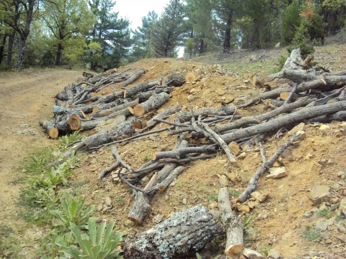 Kaçak Ağaç Kesen Kişi Fotokapan Cihazı Sayesinde Yakalandı