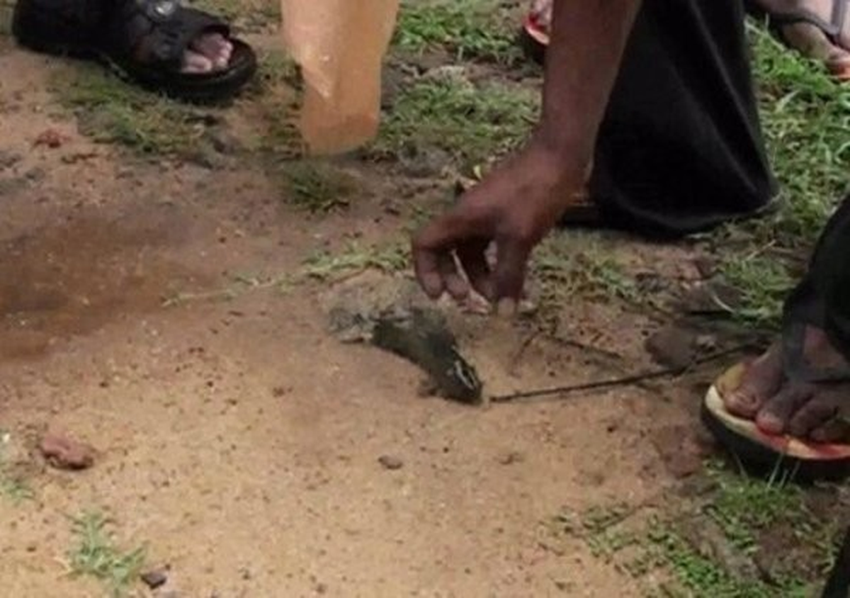 Sri Lanka\'da Gökten Balık Yağdı
